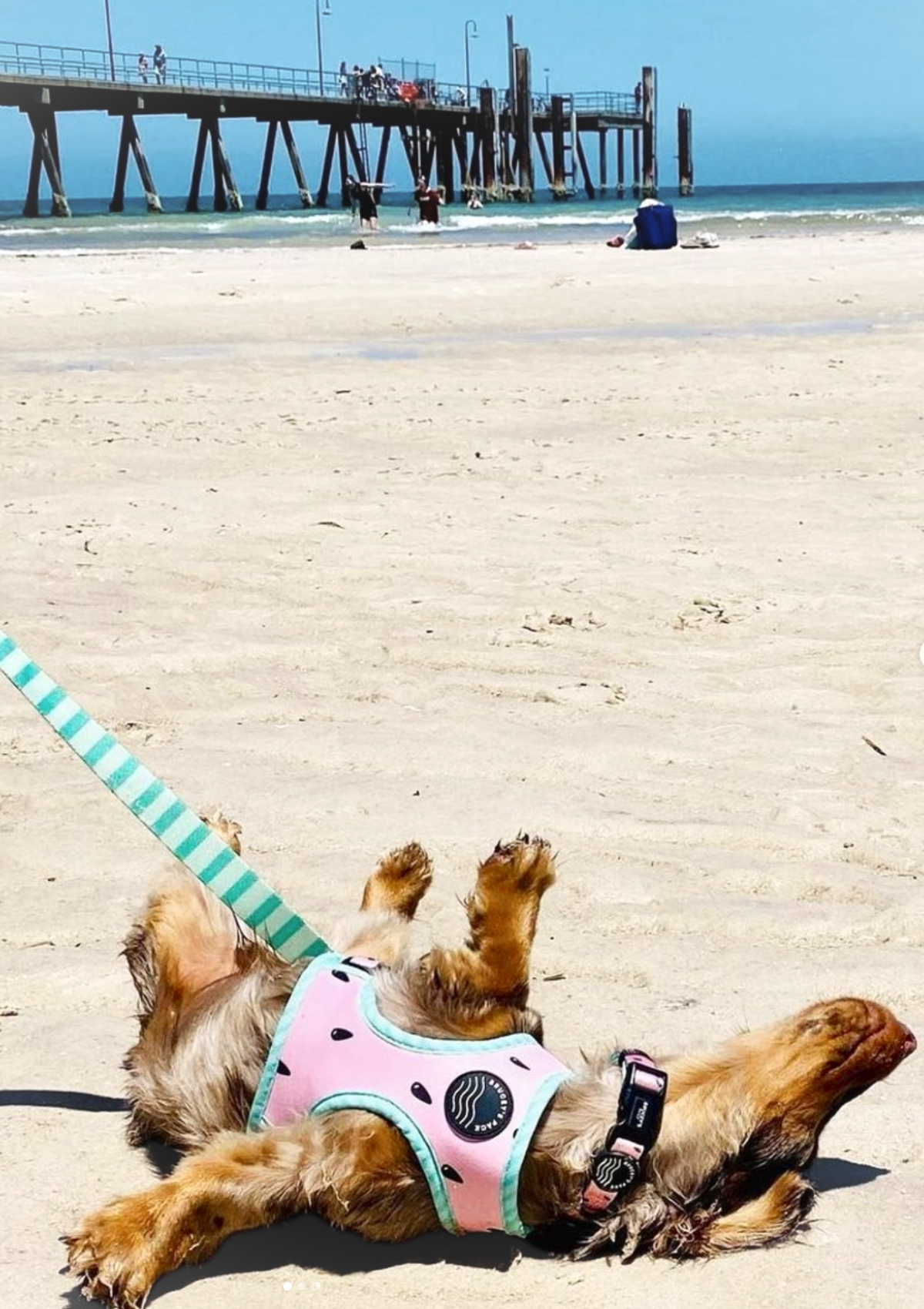 Reversible Two Prints Chest Harness - Melon