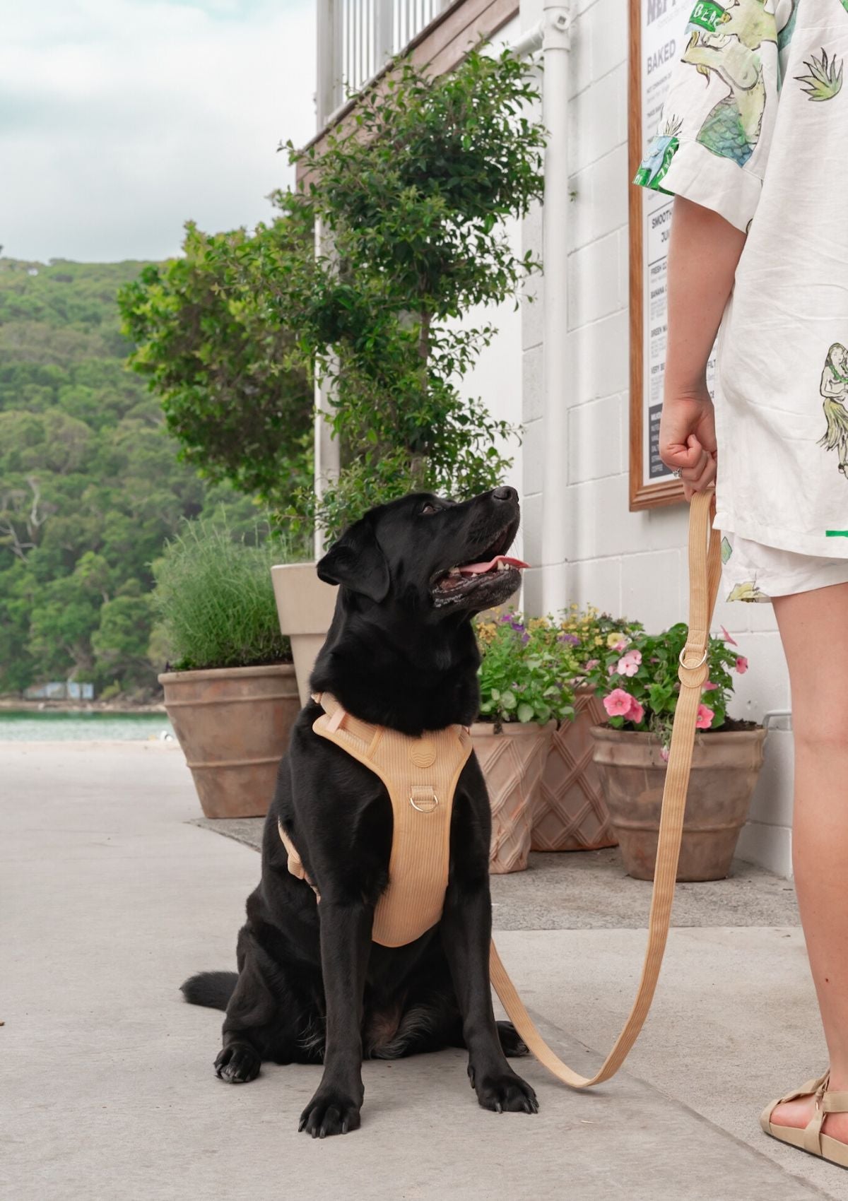 Bella Cord No Pull Harness - Mango