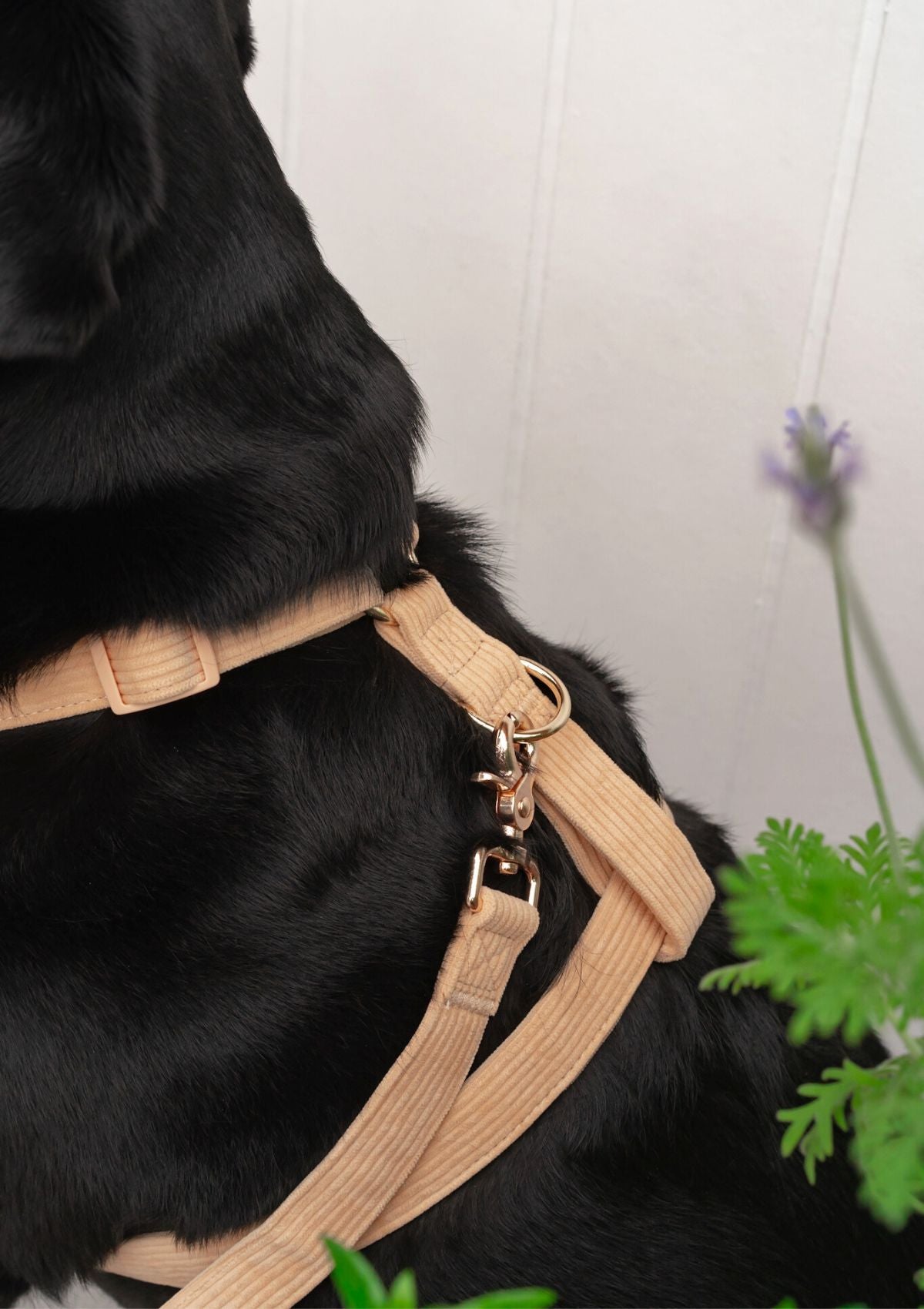 Bella Cord No Pull Harness - Mango