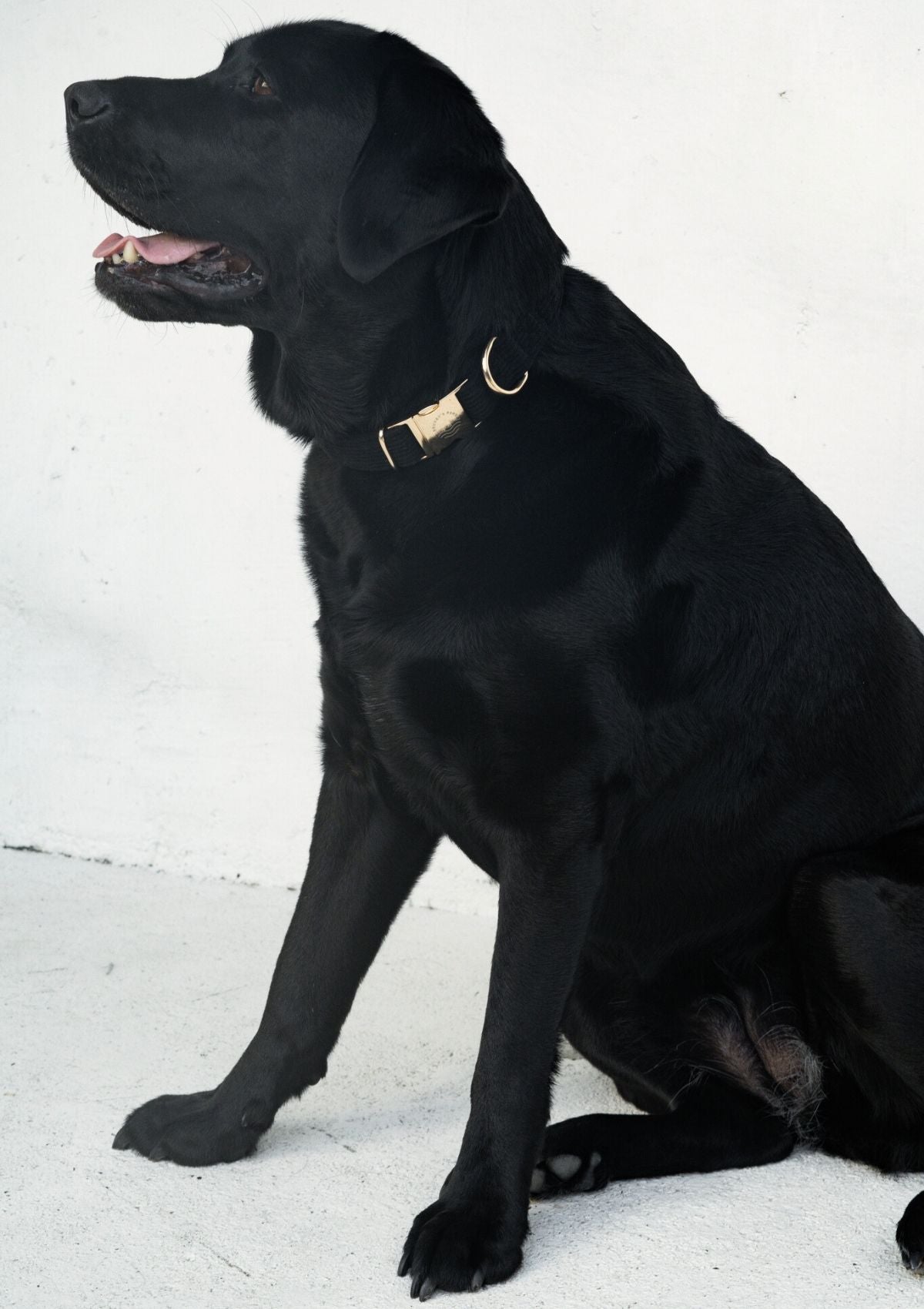 (SAMPLE SIZE L) Bella Cord Collar - Black