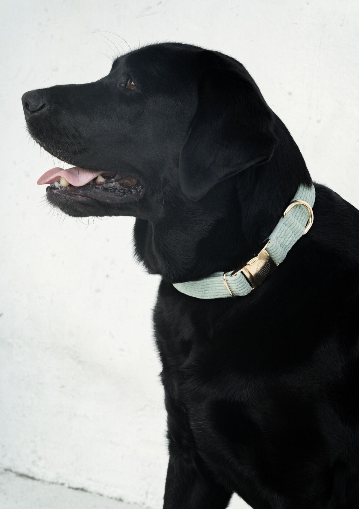 Bella Cord Collar - Sage Green