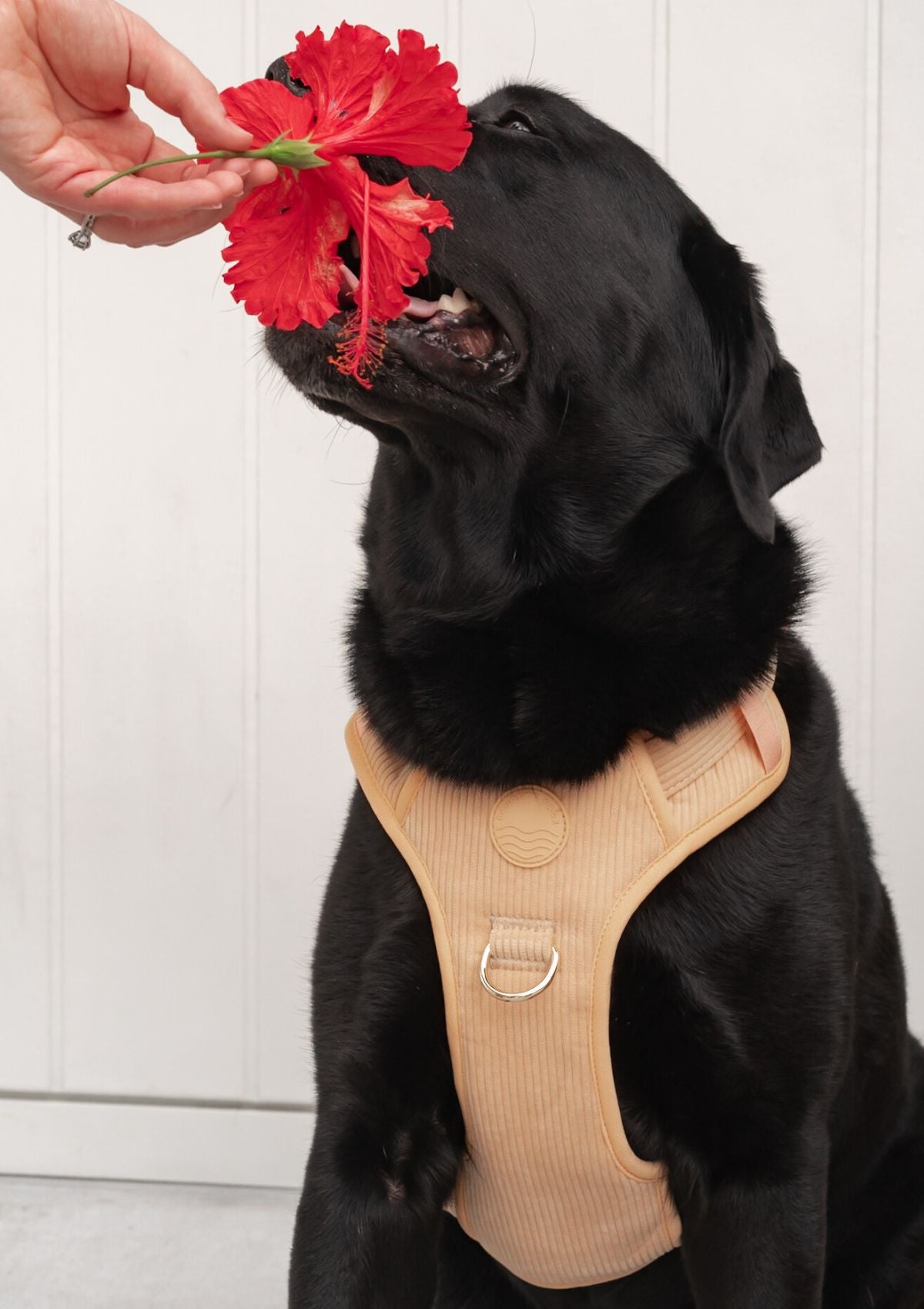 Bella Cord No Pull Harness - Mango
