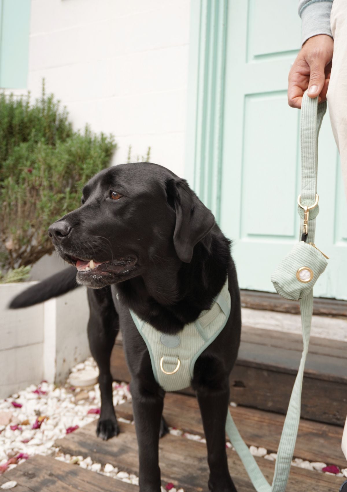 Bella Cord No Pull Harness - Sage Green