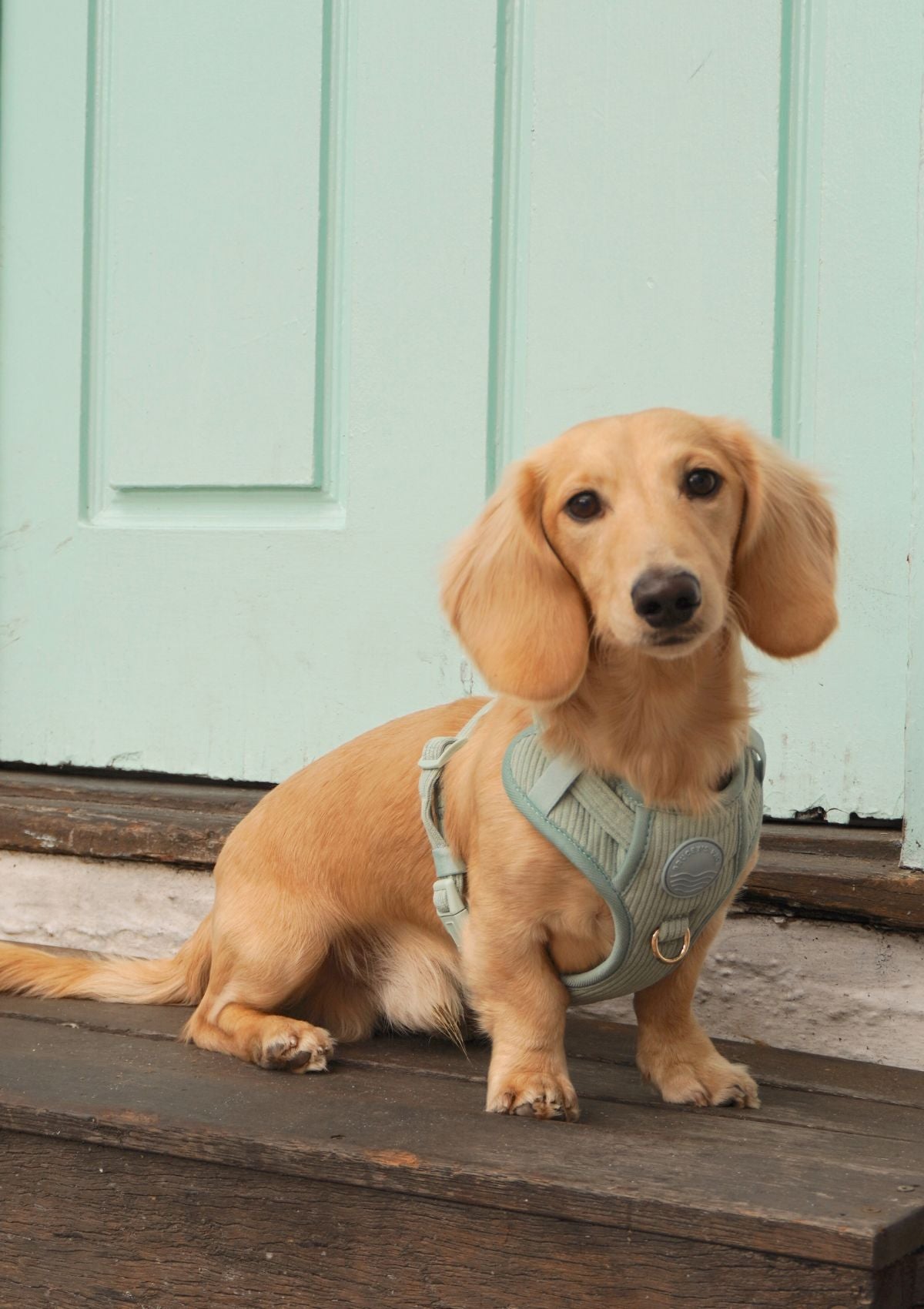 Bella Cord No Pull Harness - Sage Green