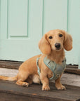 Bella Cord No Pull Harness - Sage Green