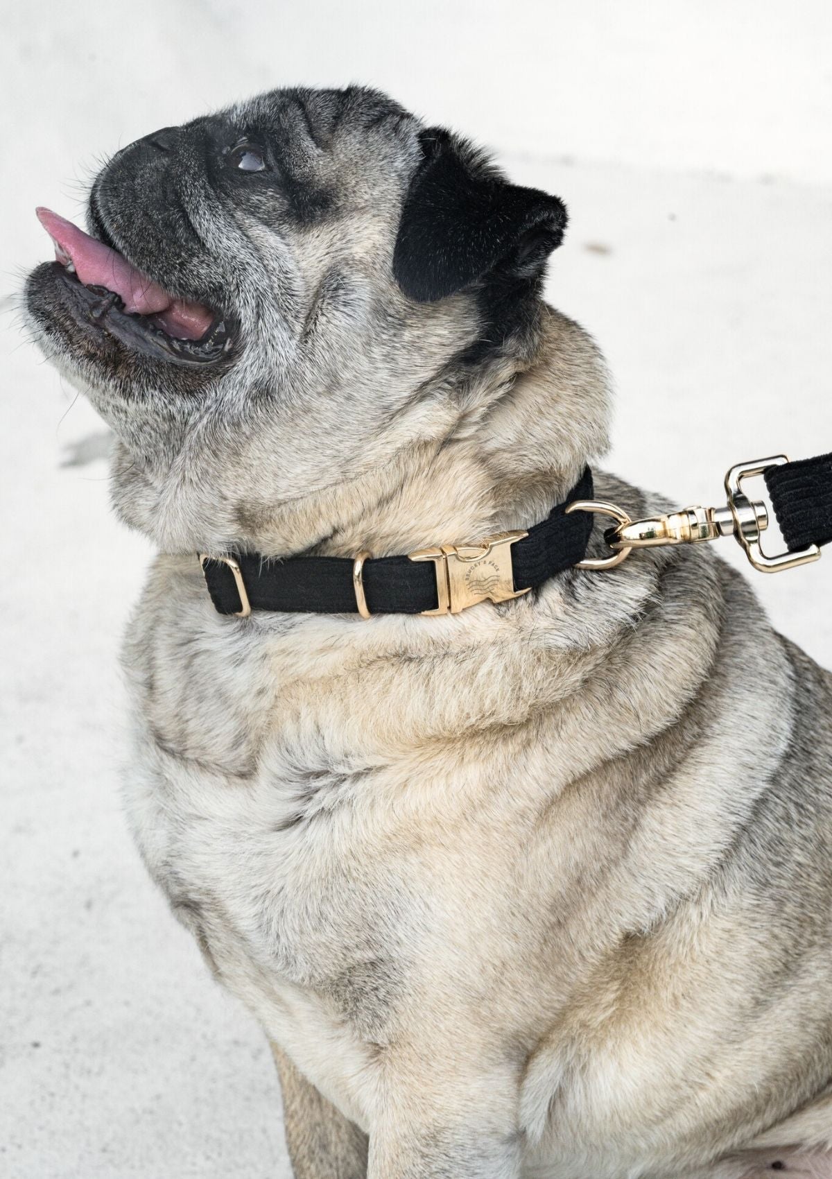(SAMPLE SIZE L) Bella Cord Collar - Black