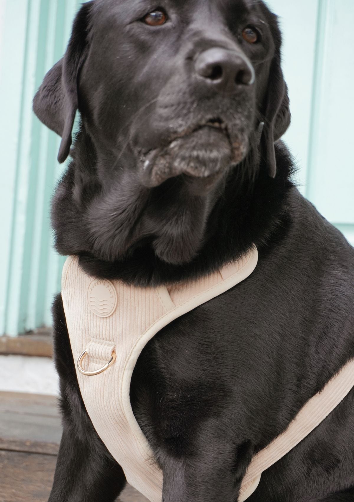 Bella Cord No Pull Harness - Beige