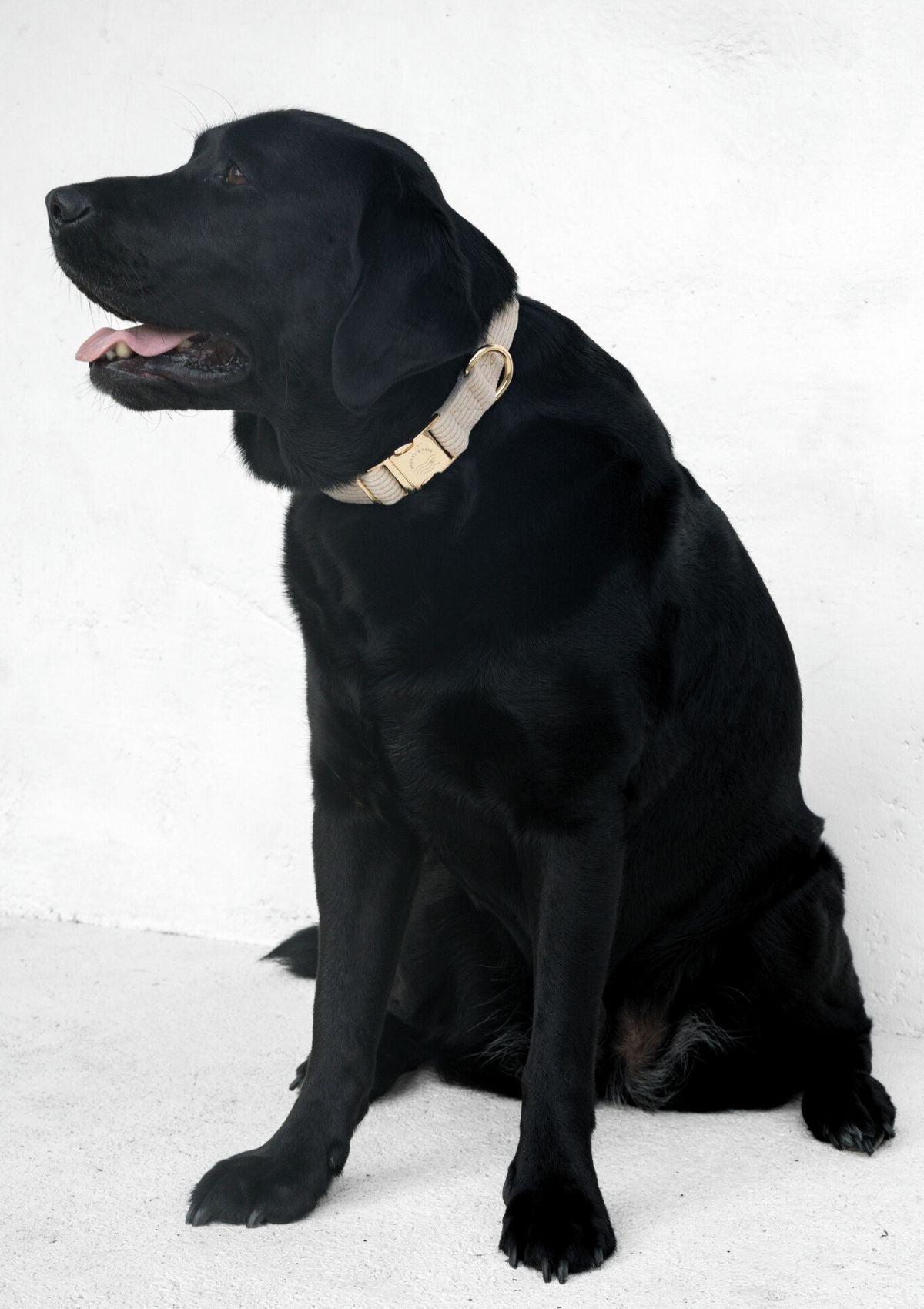 (SAMPLE SIZE L) Bella Cord Collar - Beige