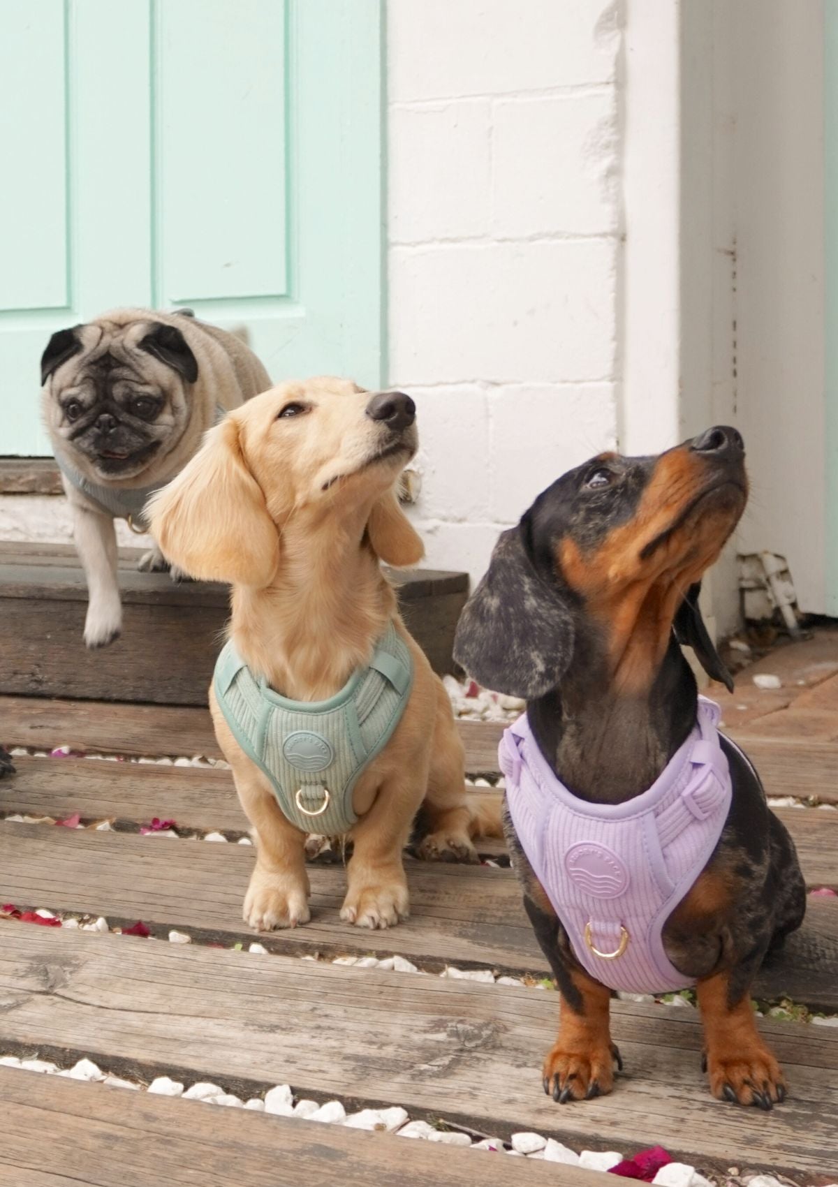 Bella Cord No Pull Harness - Sage Green