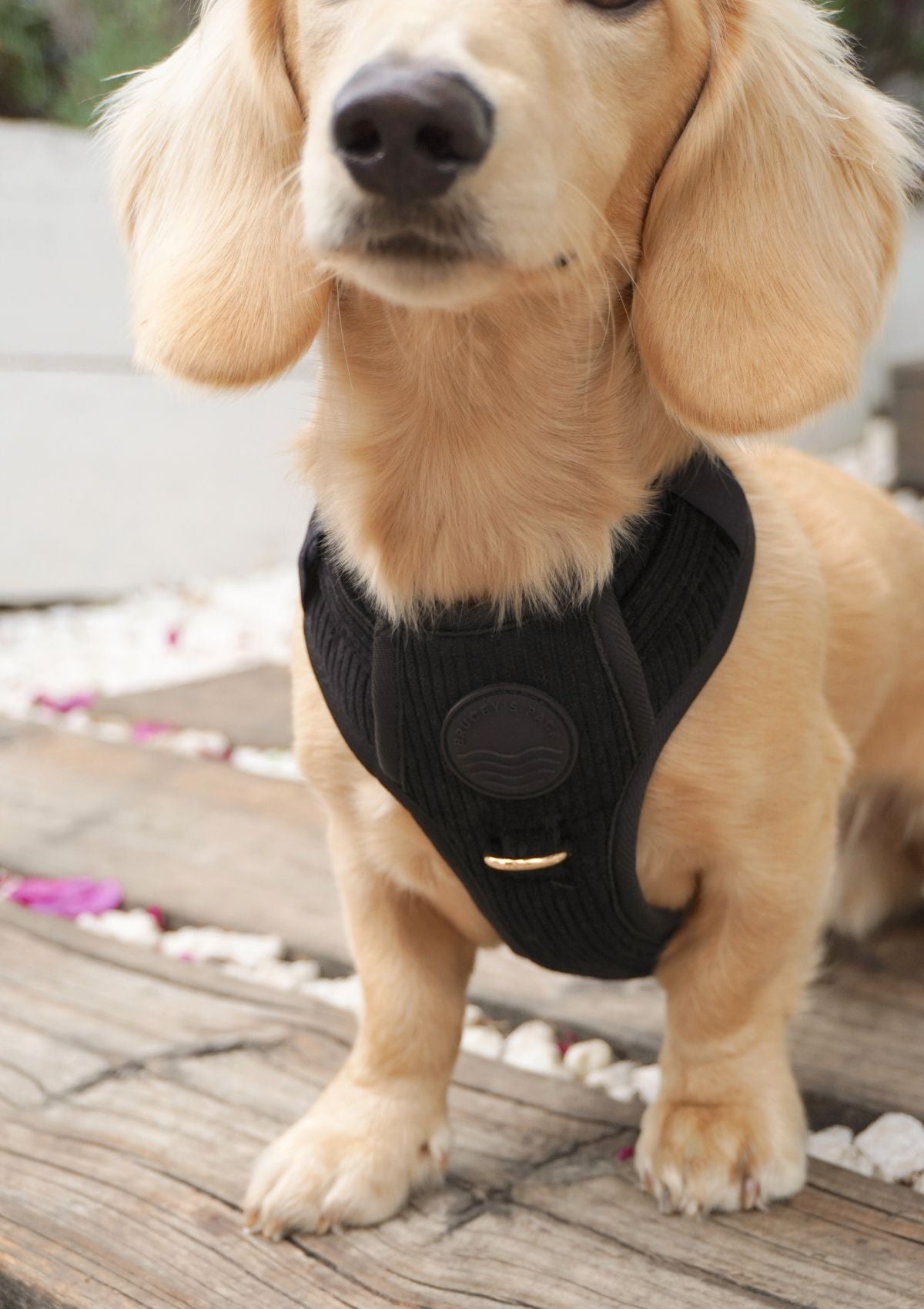 Bella Cord No Pull Harness - Black