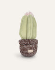 Cactus In A Pot