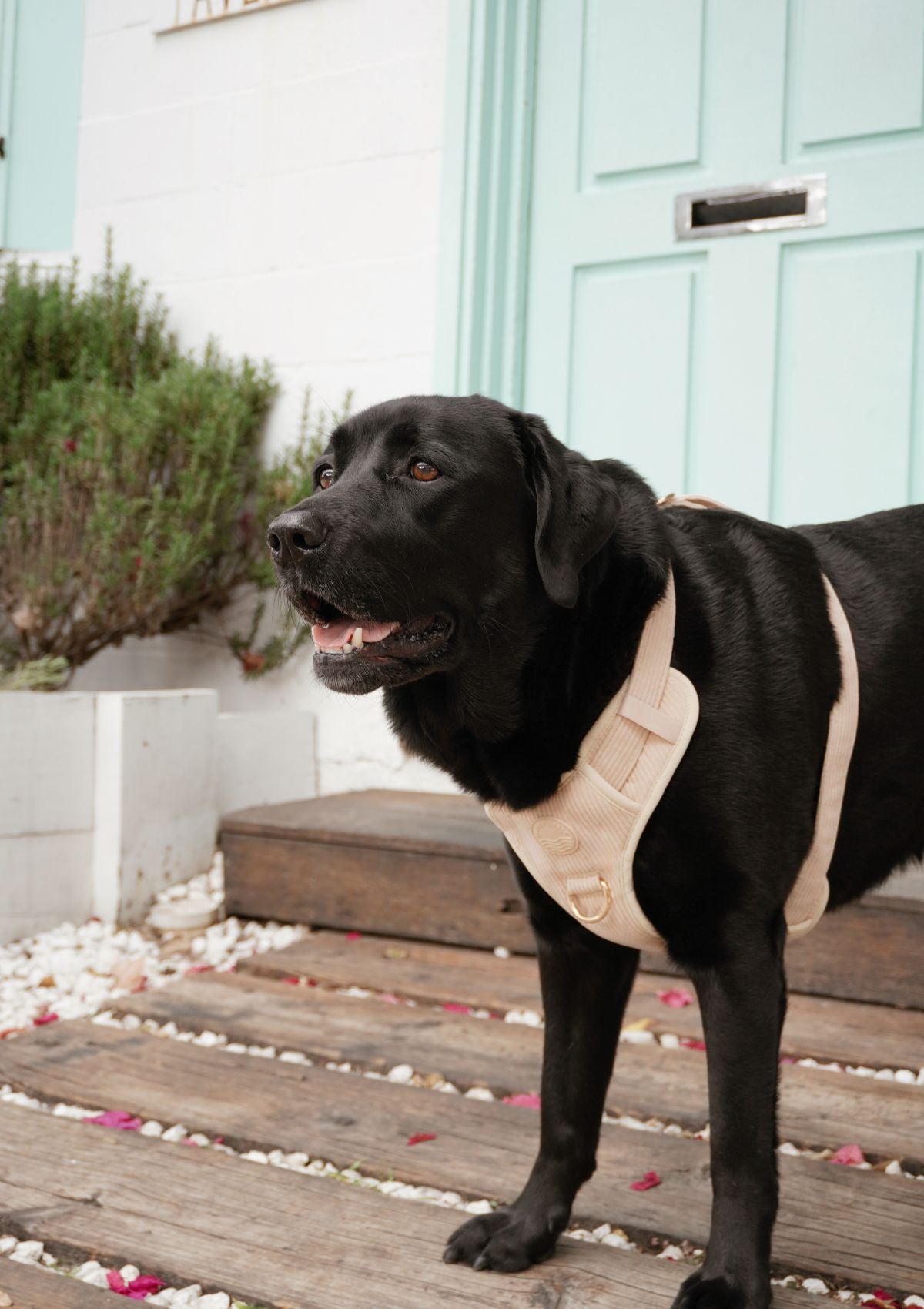 Bella Cord No Pull Harness - Beige