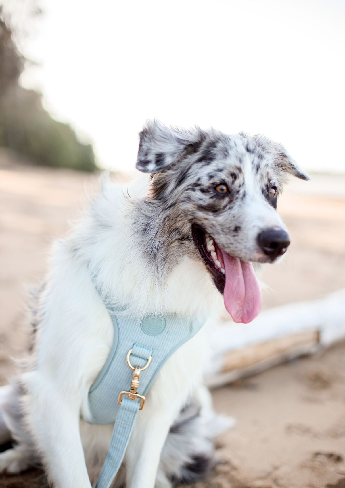 Bella Cord No Pull Harness - Sea Salt