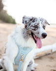 Bella Cord No Pull Harness - Sea Salt