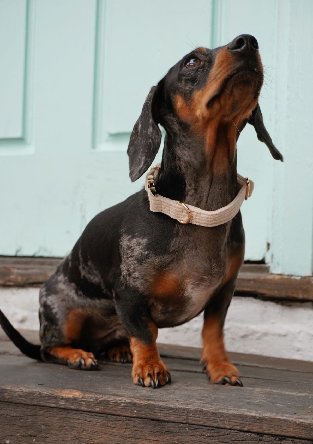 Bella Cord Collar - Beige