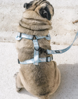 Cooly: Adjustable Harness