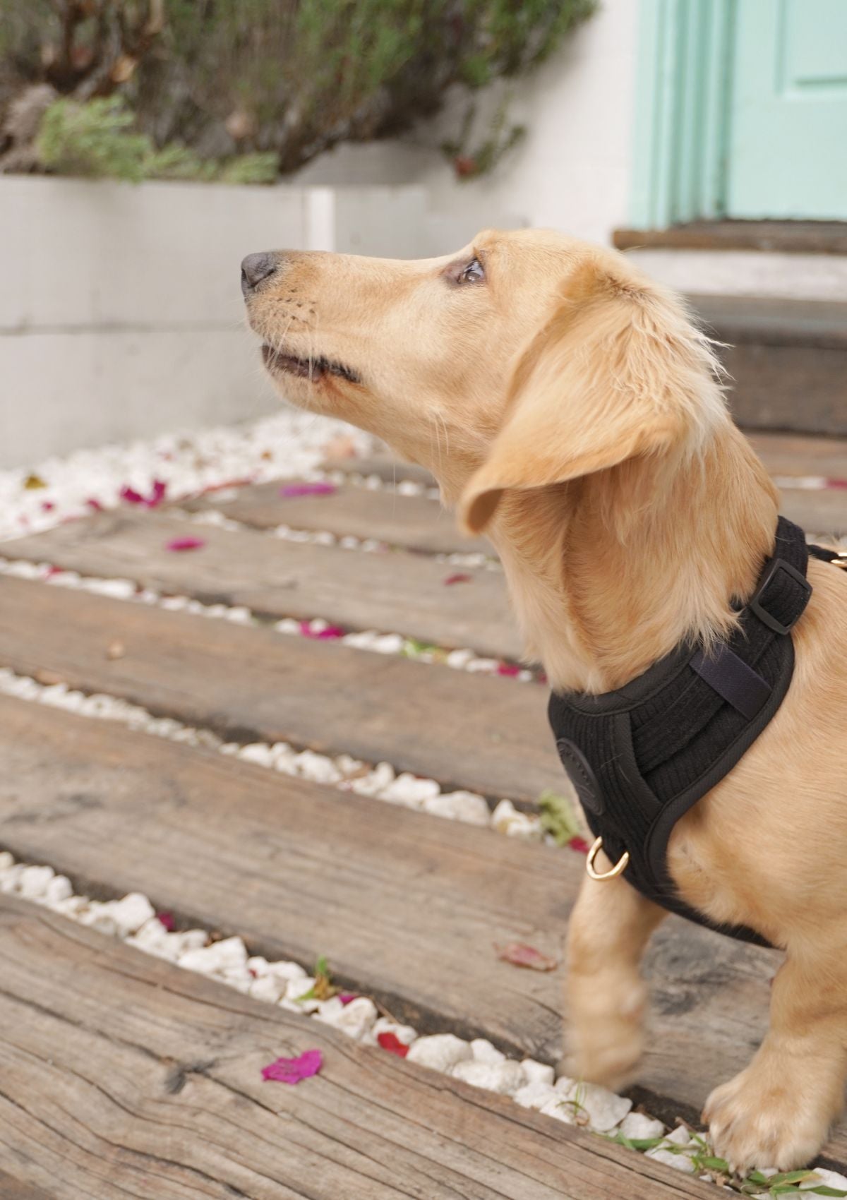 Bella Cord No Pull Harness - Black