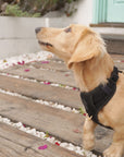 Bella Cord No Pull Harness - Black