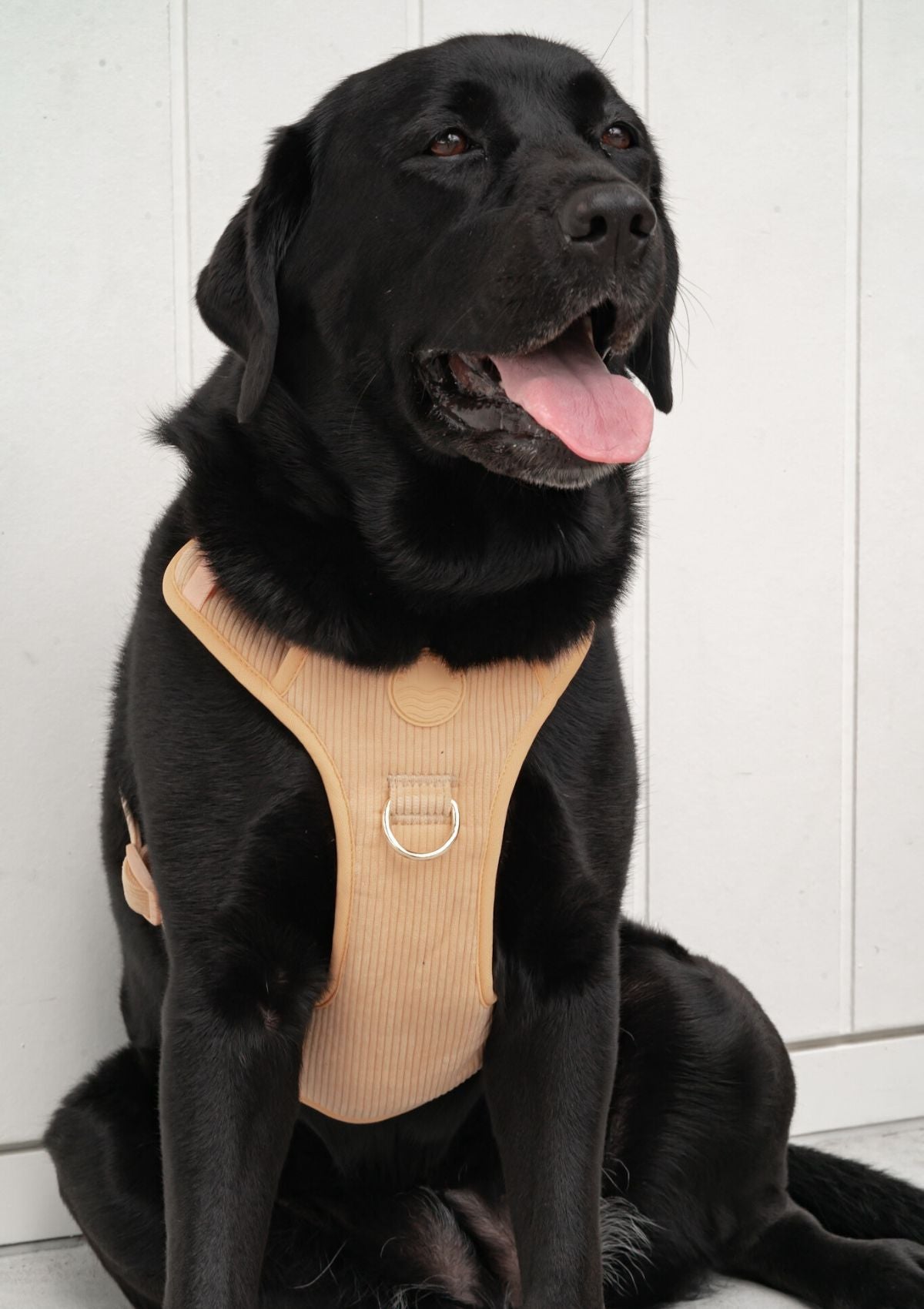 Bella Cord No Pull Harness - Mango
