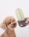 Cactus In A Pot