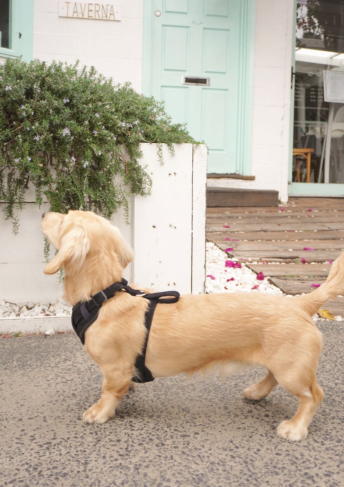 Bella Cord No Pull Harness - Black