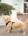 Bella Cord No Pull Harness - Black