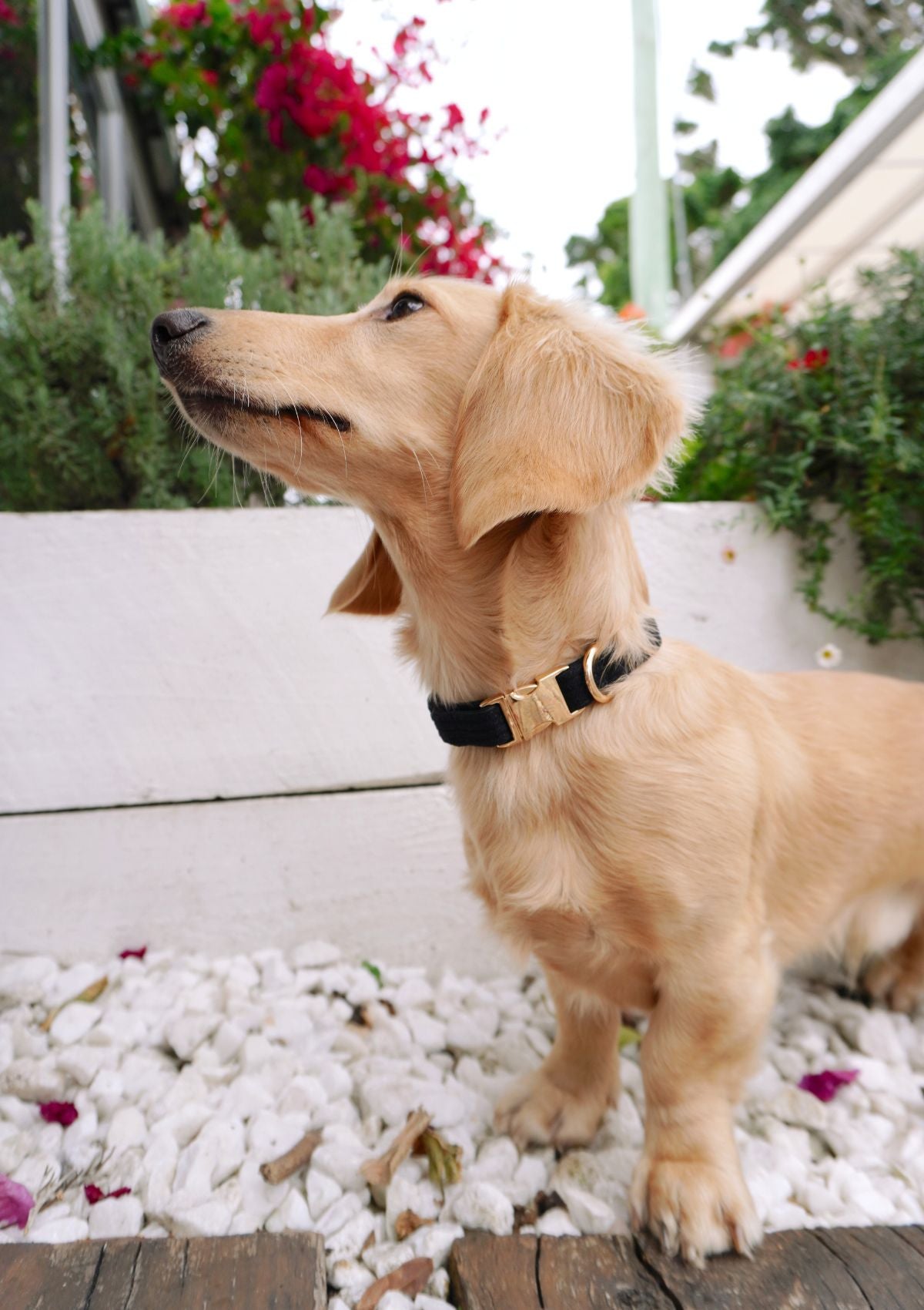 Bella Cord Collar - Black
