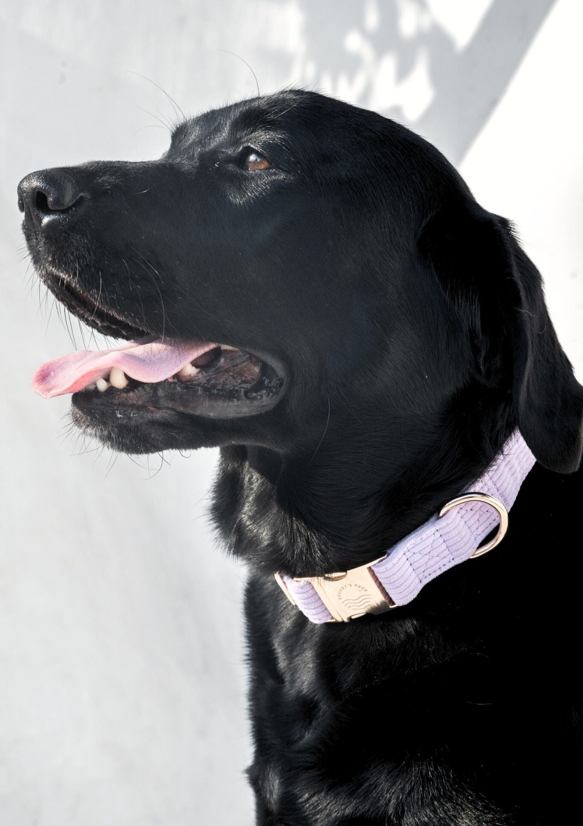 Bella Cord Collar - Lavender