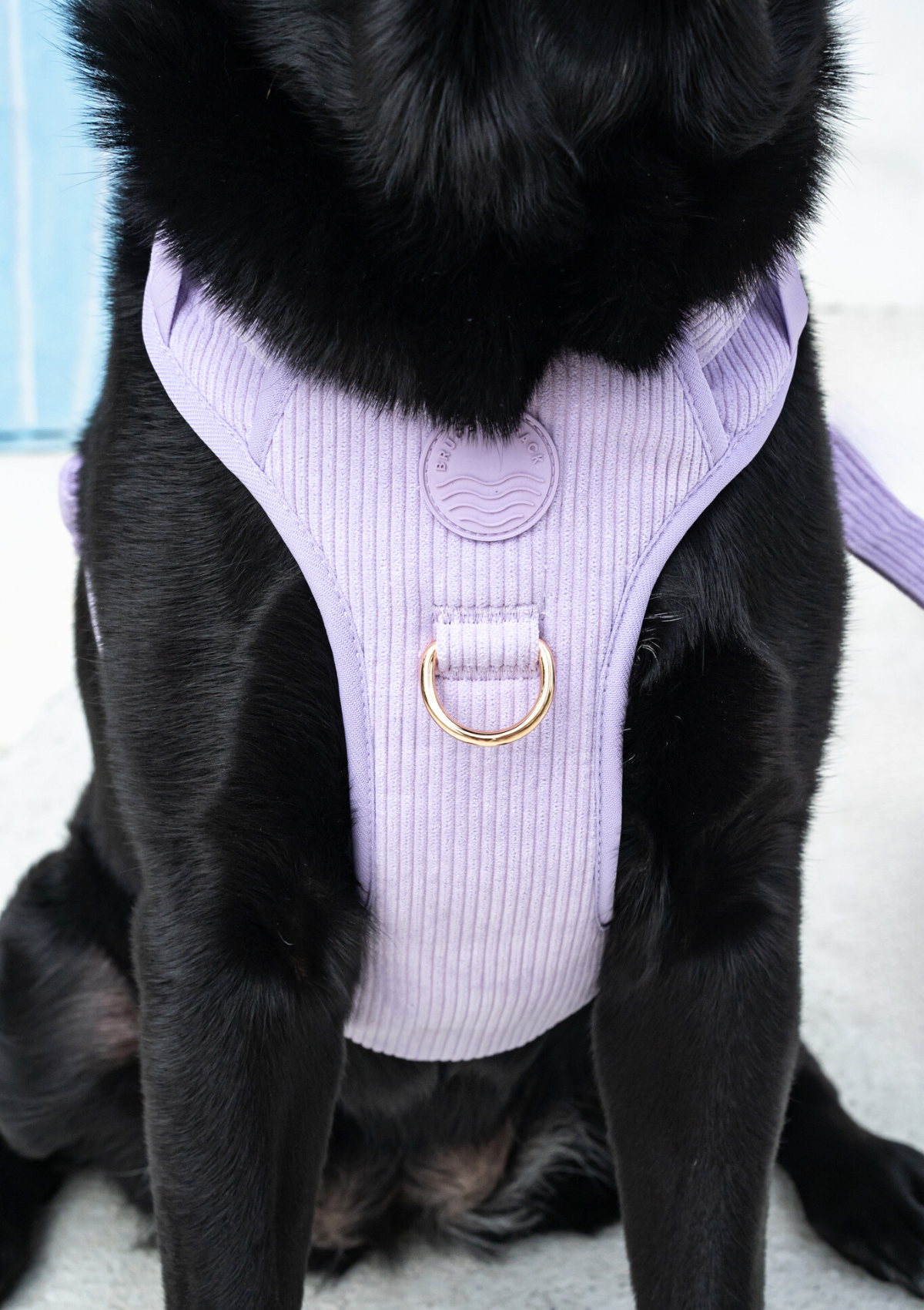 Bella Cord No Pull Harness - Lavender