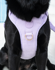 Bella Cord No Pull Harness - Lavender