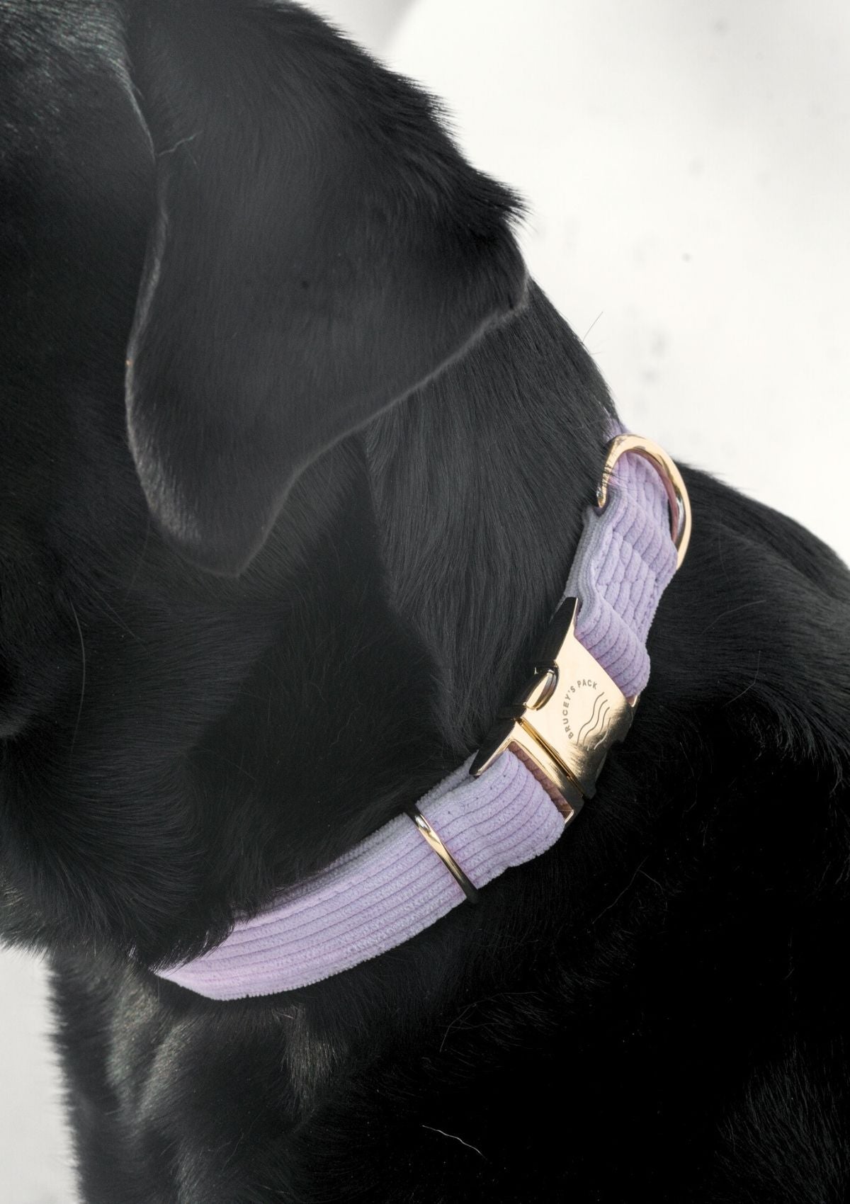 Bella Cord Collar - Lavender