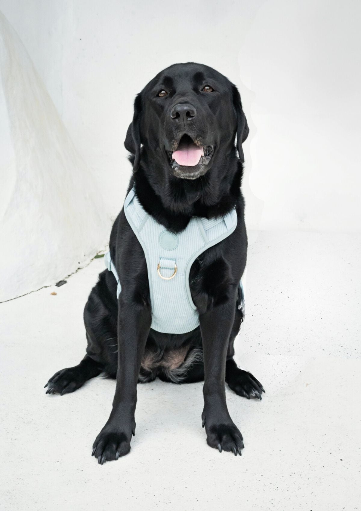Bella Cord No Pull Harness - Sea Salt