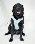 Bella Cord No Pull Harness - Sea Salt