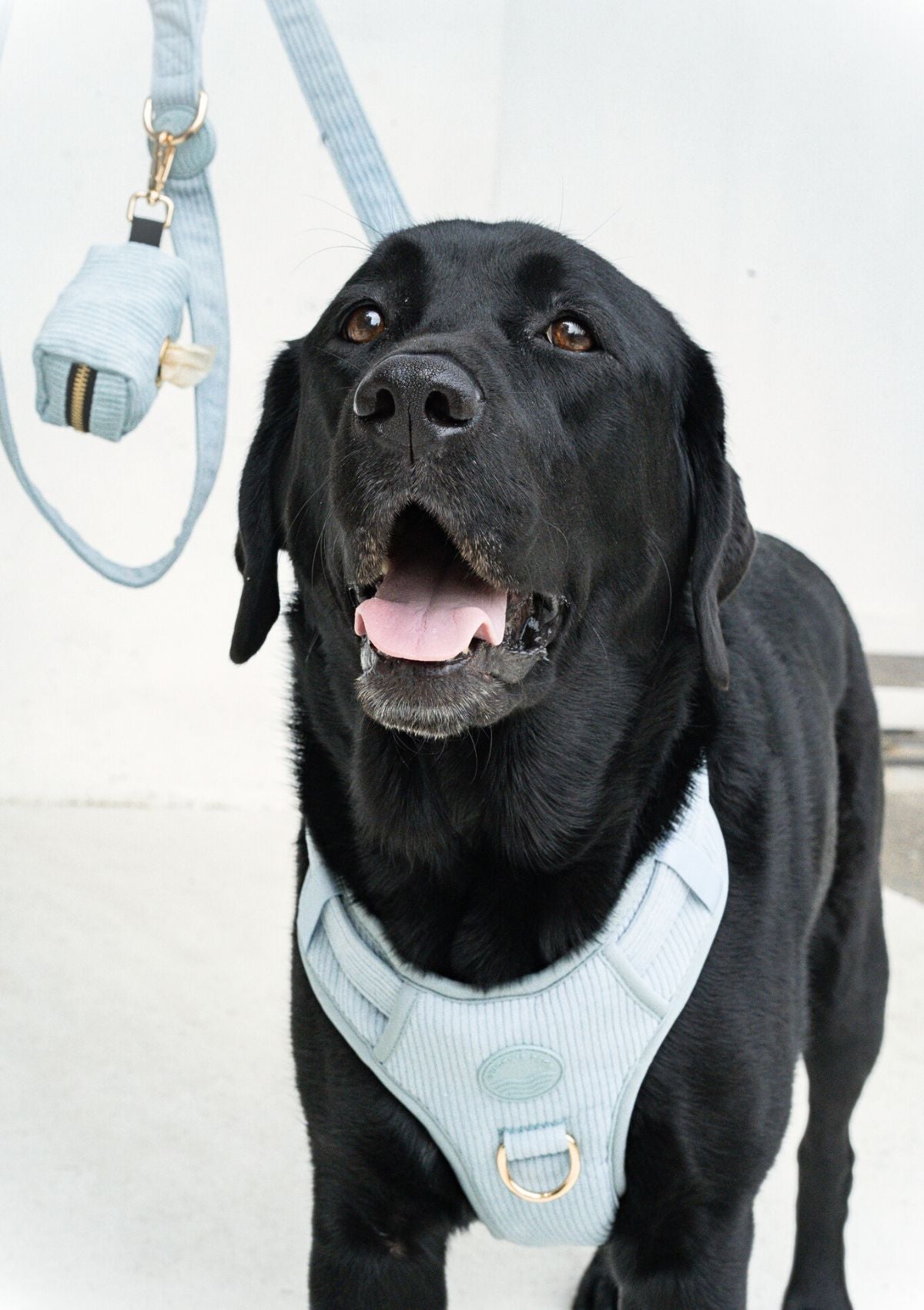 Bella Cord No Pull Harness - Sea Salt