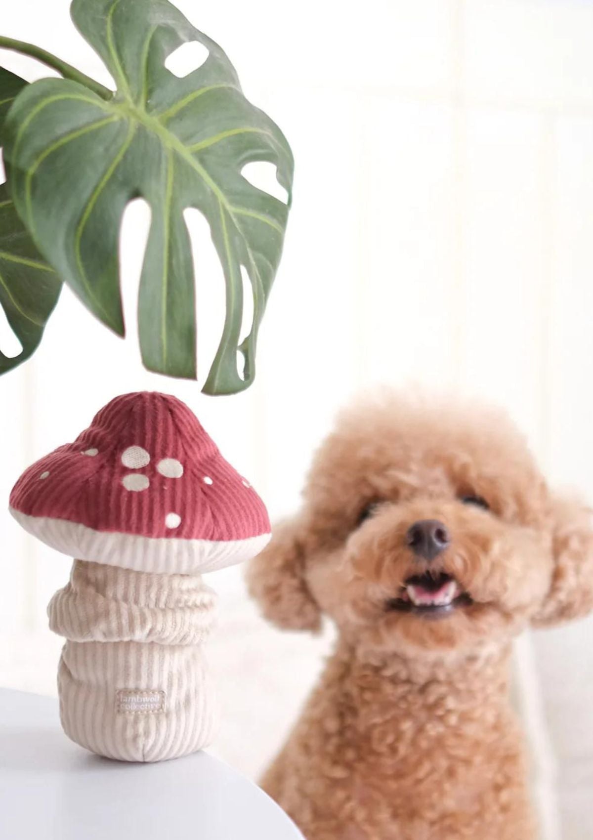 Shroom