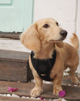 Bella Cord No Pull Harness - Black
