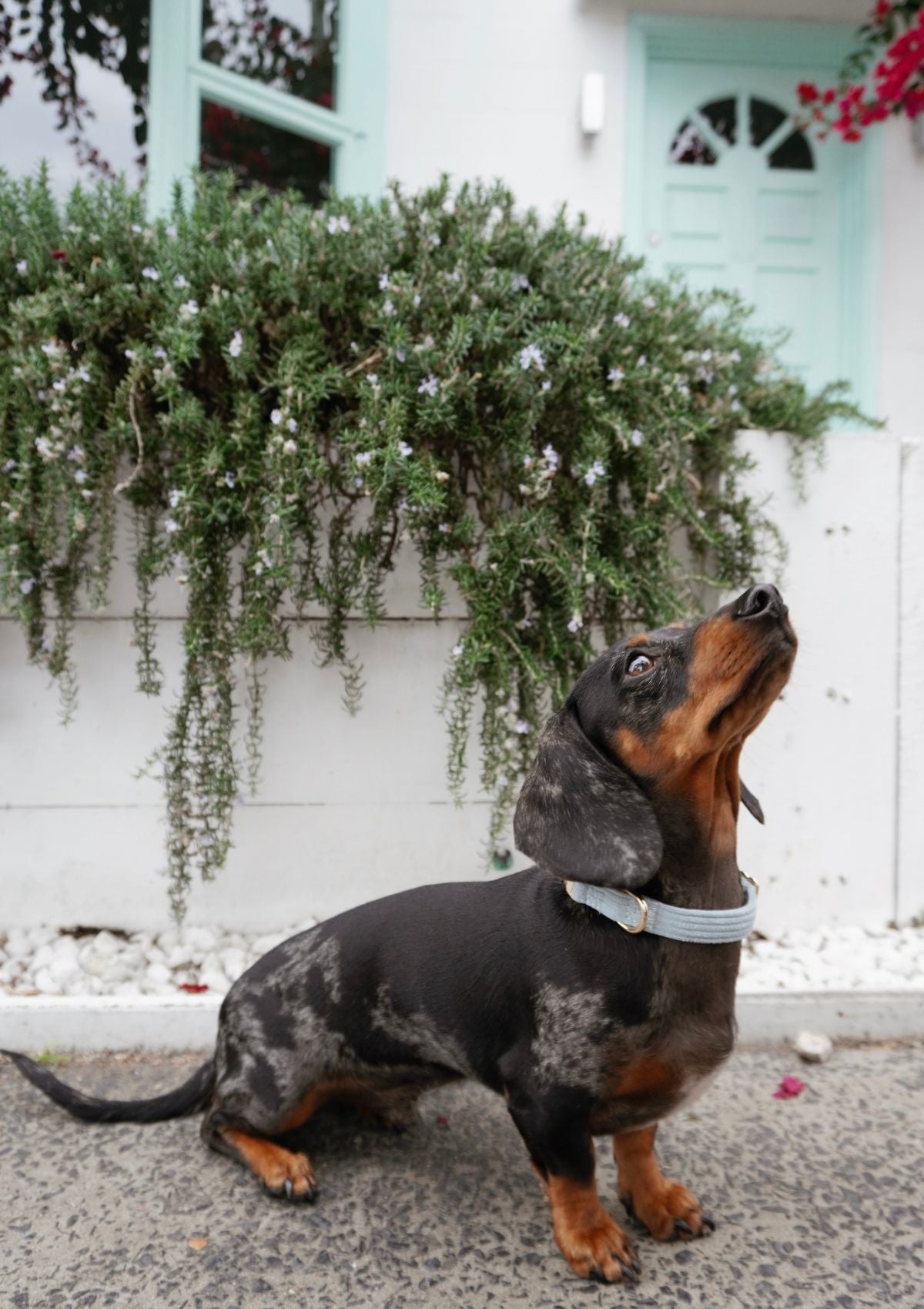 Bella Cord Collar - Sea Salt