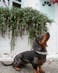Bella Cord Collar: Sea Salt