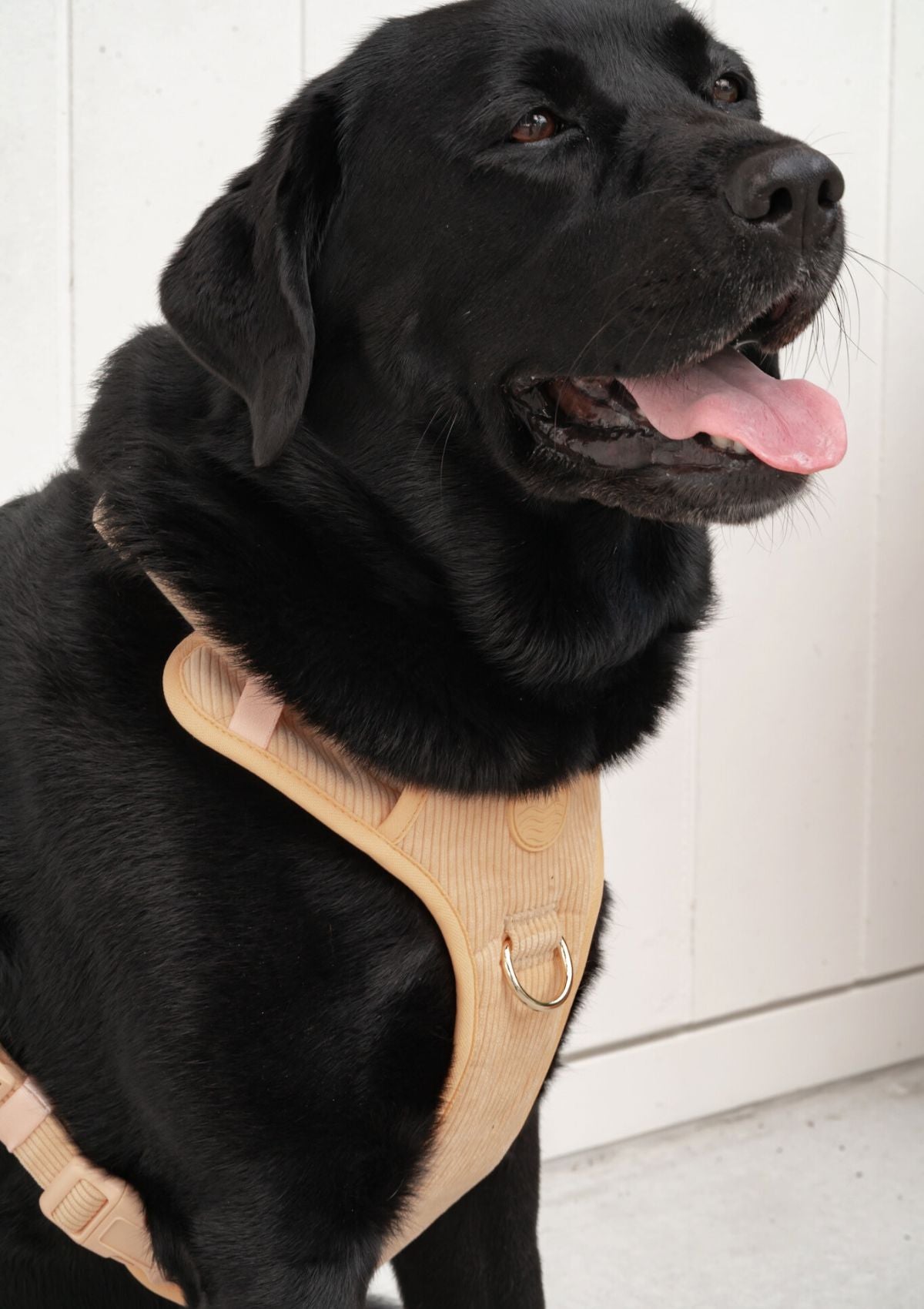 Bella Cord No Pull Harness - Mango