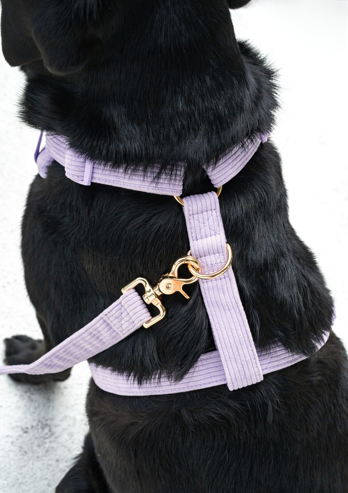 Bella Cord No Pull Harness - Lavender