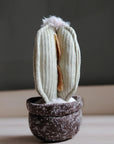 Cactus In A Pot