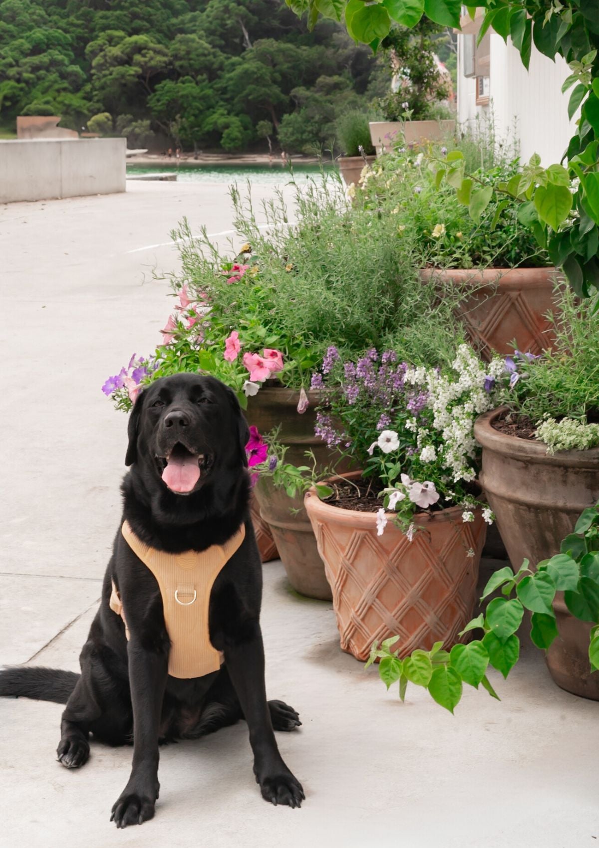 Bella Cord No Pull Harness - Mango