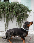 Bella Cord Collar: Sea Salt