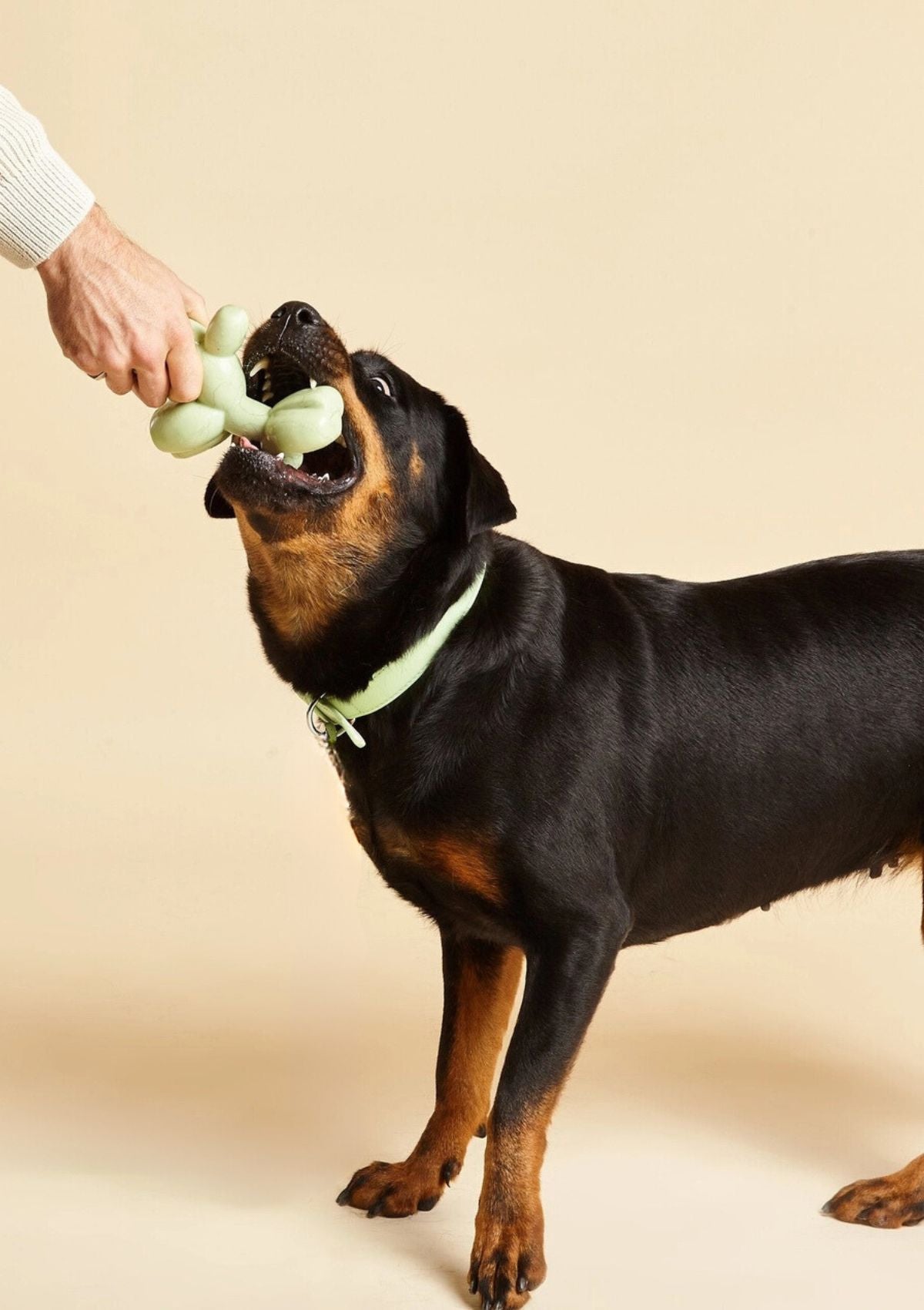 Balloon Squeaky Toy