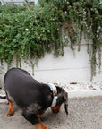 Bella Cord Collar: Sea Salt