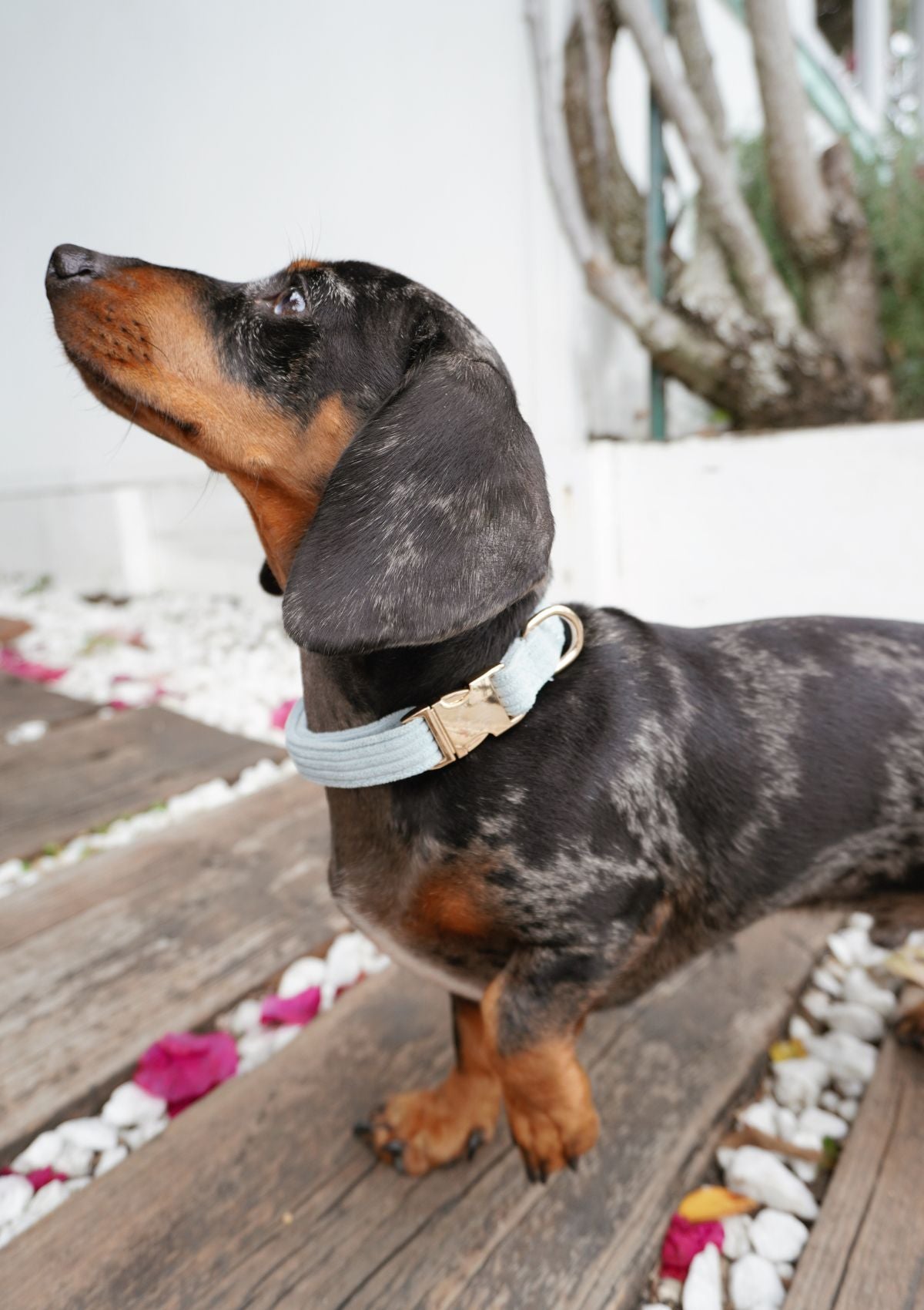 Bella Cord Collar - Sea Salt