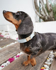 Bella Cord Collar: Sea Salt