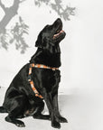 No Pull Strap Harness - Seaside