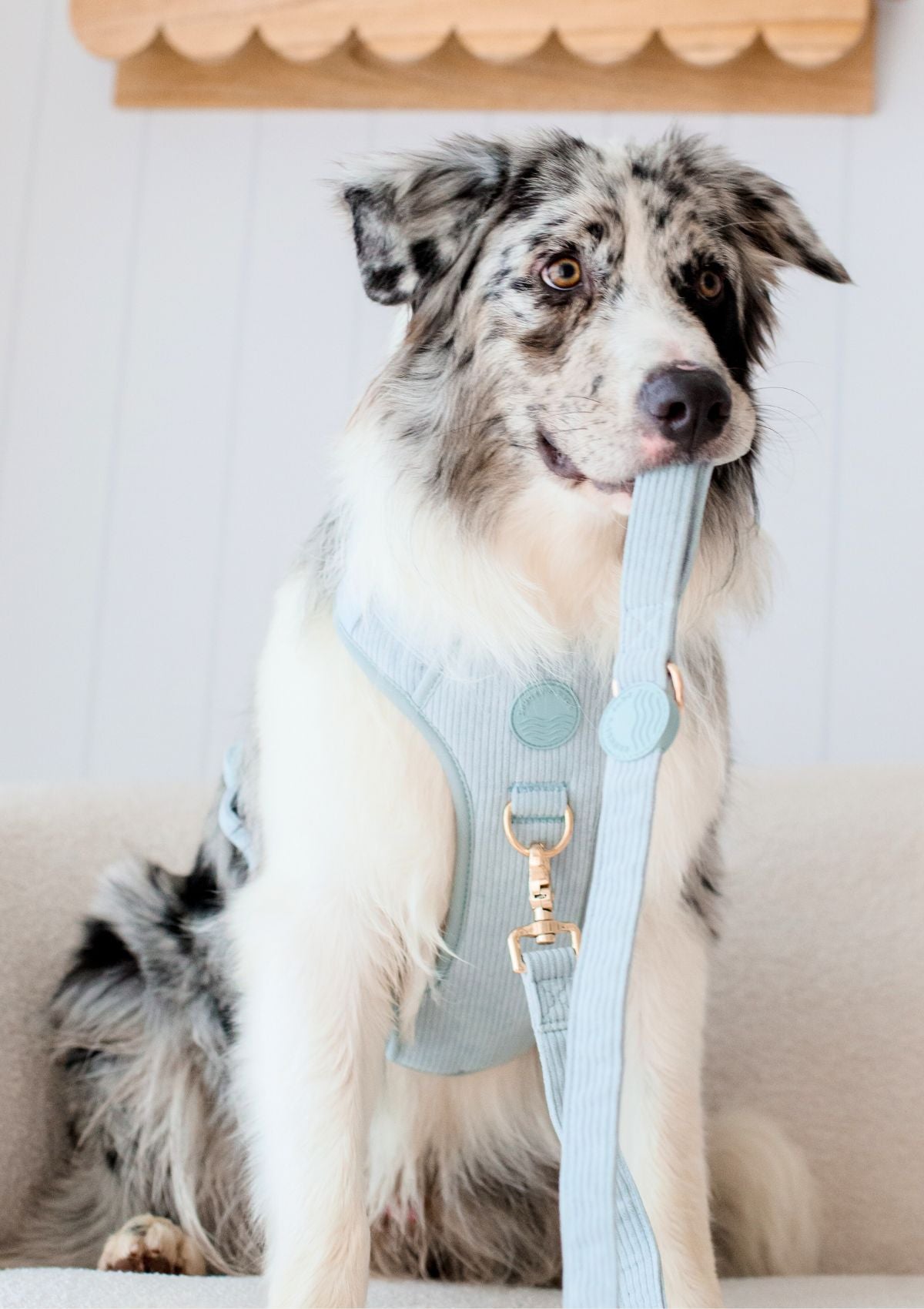 Bella Cord No Pull Harness - Sea Salt