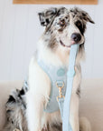 Bella Cord No Pull Harness - Sea Salt